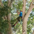 Simply Trees Arborist Tree Monkey!
