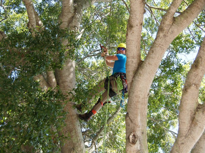 Simply Trees Arborist Tree Monkey!